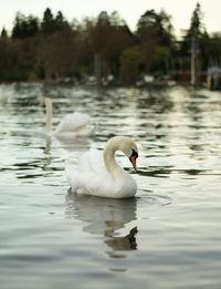 Swans swimming in lake
