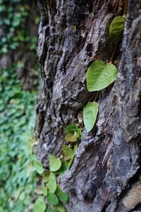 Close-up of green leaves on tree trunk
