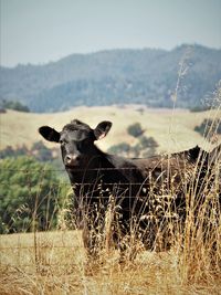 Curious friendly cow in pasture looking over fence