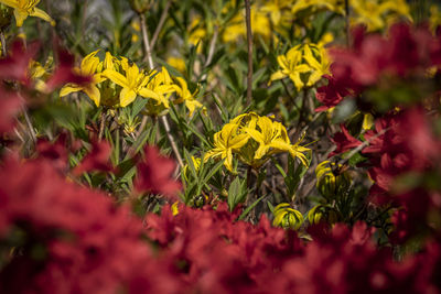 Close-up of yellow flowering plants on field