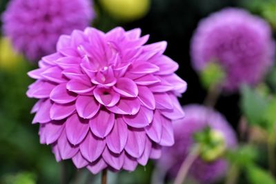 Close-up of pink dahlia flower