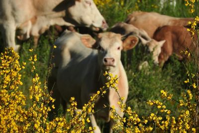 Cows on field