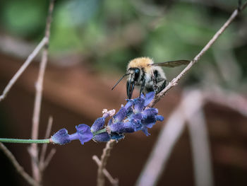 Close-up of bee on flower