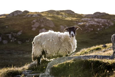 Sheep in a field