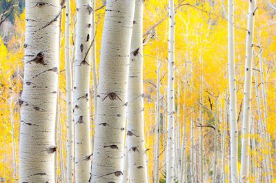 Full frame shot of trees in forest during autumn