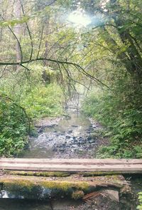 Trees growing in water