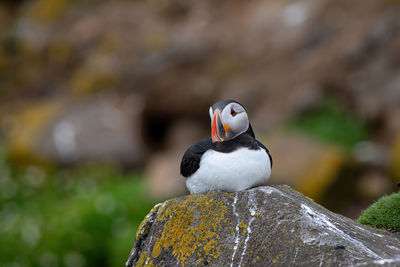 Close-up of bird perching on rock