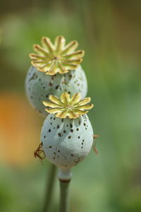 Close-up of fresh poppy flower buds