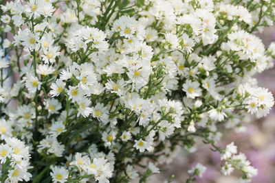Close-up of white flowering plant