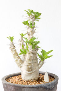 Close-up of potted plant against white background