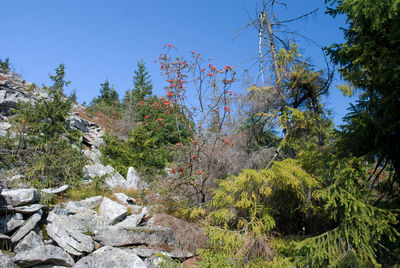 Trees and rocks in forest against sky