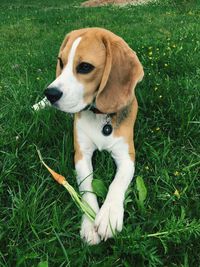 Dog sitting on field