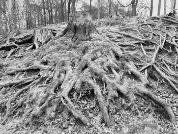 Close-up of tree roots