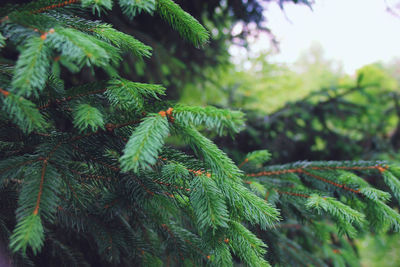 Close-up of pine tree