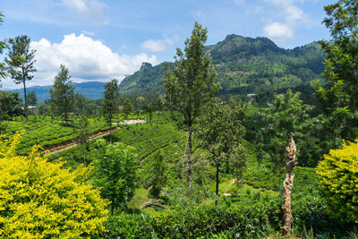 Scenic view of trees on field against sky