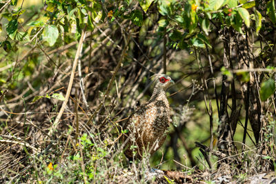 View of a bird in a forest