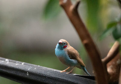 Close-up of bird perching on branch