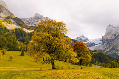 Trees on field by mountain against sky during autumn