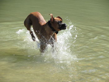 Dog in water