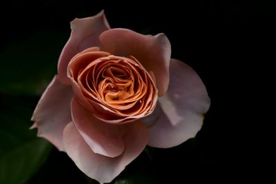 Close-up of rose against black background