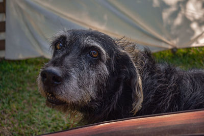 Close-up portrait of a dog looking away