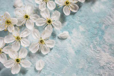 High angle view of white flowers