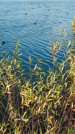 High angle view of grass by lake