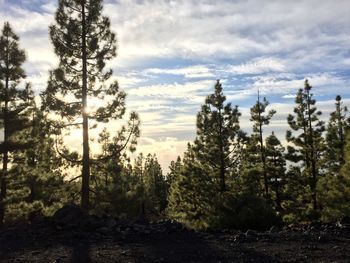 Pine trees in forest against sky