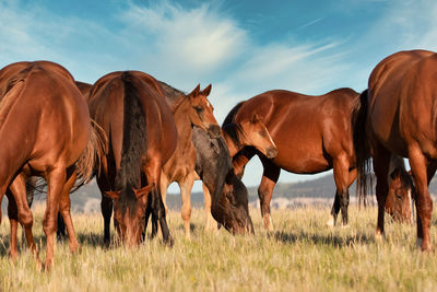 Horses on a field