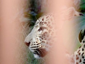 Close-up of spider web