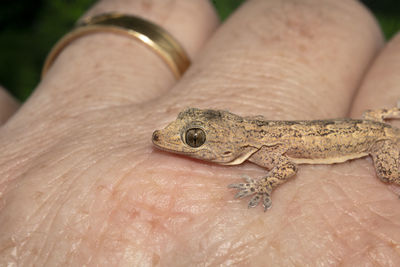 Closeup of a common house gecko on a man's hand showing wedding ring to illustrate scale