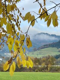 Yellow leaves on landscape against sky during autumn