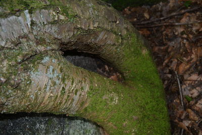 Close-up of lizard on tree trunk in forest