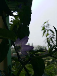 Close-up of purple flowering plant against sky