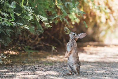 Peter cottontail in the desert