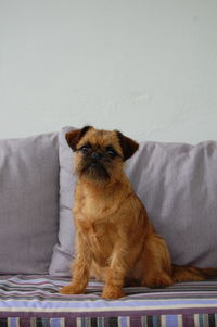 Portrait of dog sitting on sofa at home