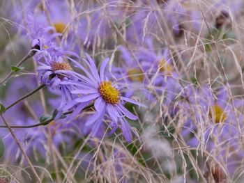 Close-up of purple flowering plants