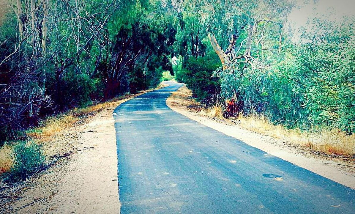 ROAD PASSING THROUGH TREES