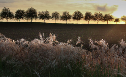 Scenic view of field against sky at sunset