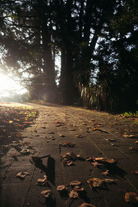 Sunlight falling on autumn leaves on footpath