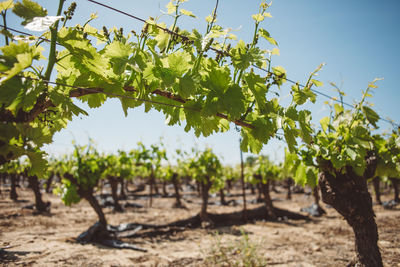 Close-up of fruits growing in vineyard