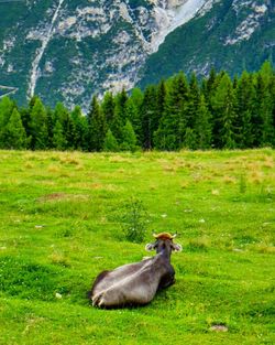 Bird on grassy field