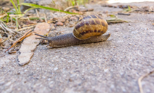 Close-up of snail on land