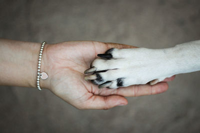 Owner and dog holding hands