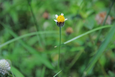 Close-up of yellow flowering plant on field