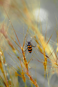 Close-up of spider