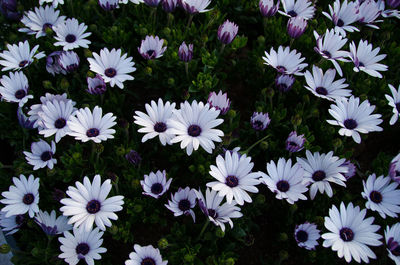 High angle view of purple daisy flowers on field