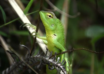 Close-up of a lizard on tree