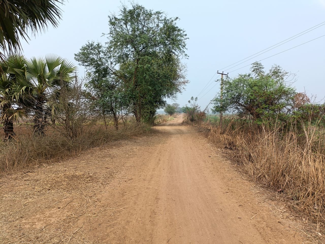 soil, plant, road, tree, dirt road, nature, sky, landscape, dirt, environment, natural environment, land, field, infrastructure, rural area, the way forward, no people, transportation, diminishing perspective, scenics - nature, outdoors, growth, day, beauty in nature, agriculture, desert, non-urban scene, savanna, travel, sand, tranquility, vanishing point, rural scene, clear sky, tropical climate