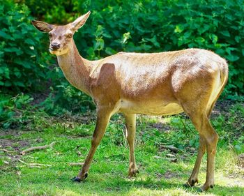 View of deer on field